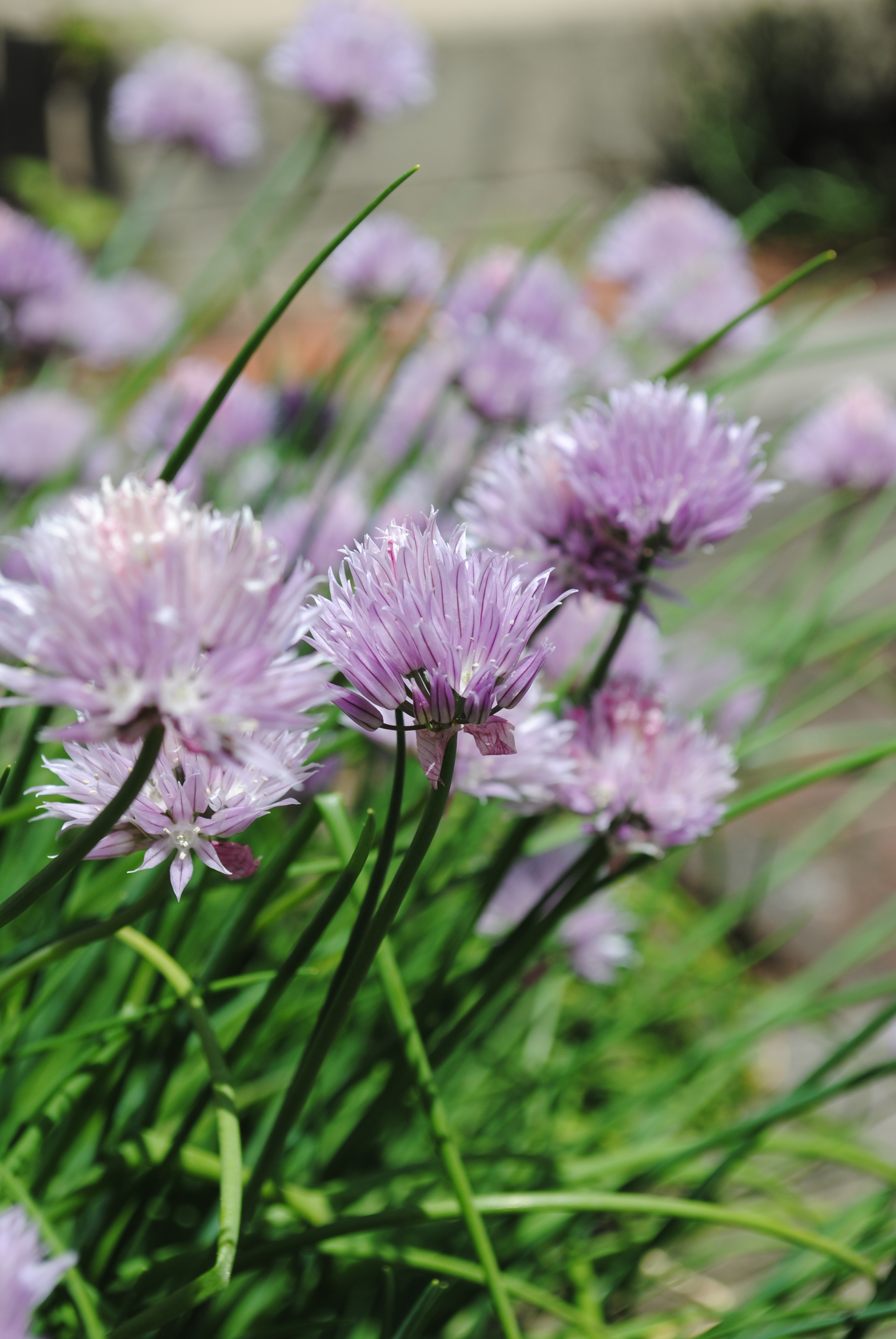 File:Light purple clove flowers 2.jpg - Wikimedia Commons