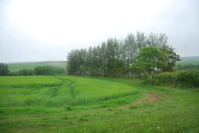 File:Line of trees - geograph.org.uk - 3119612.jpg