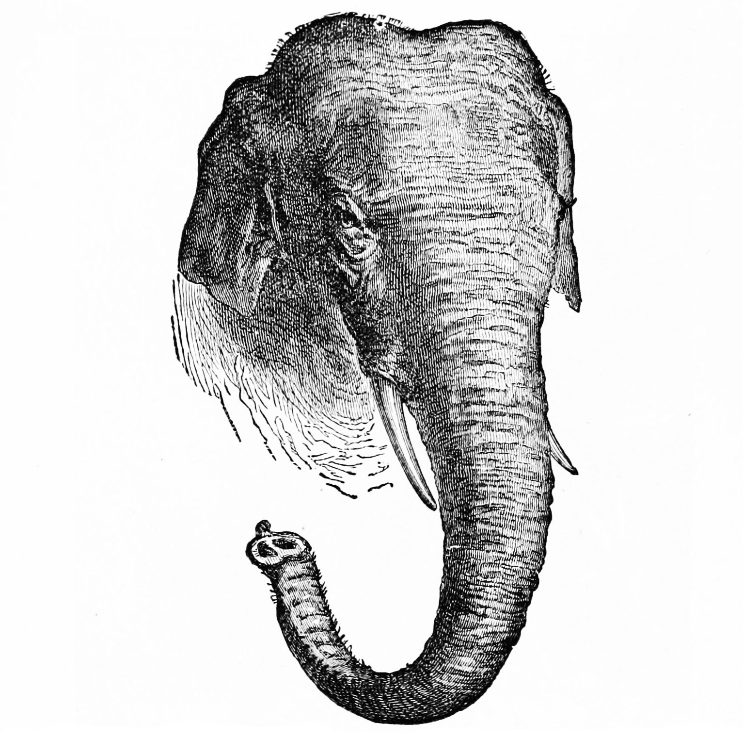 Elephas Maximus созвездия