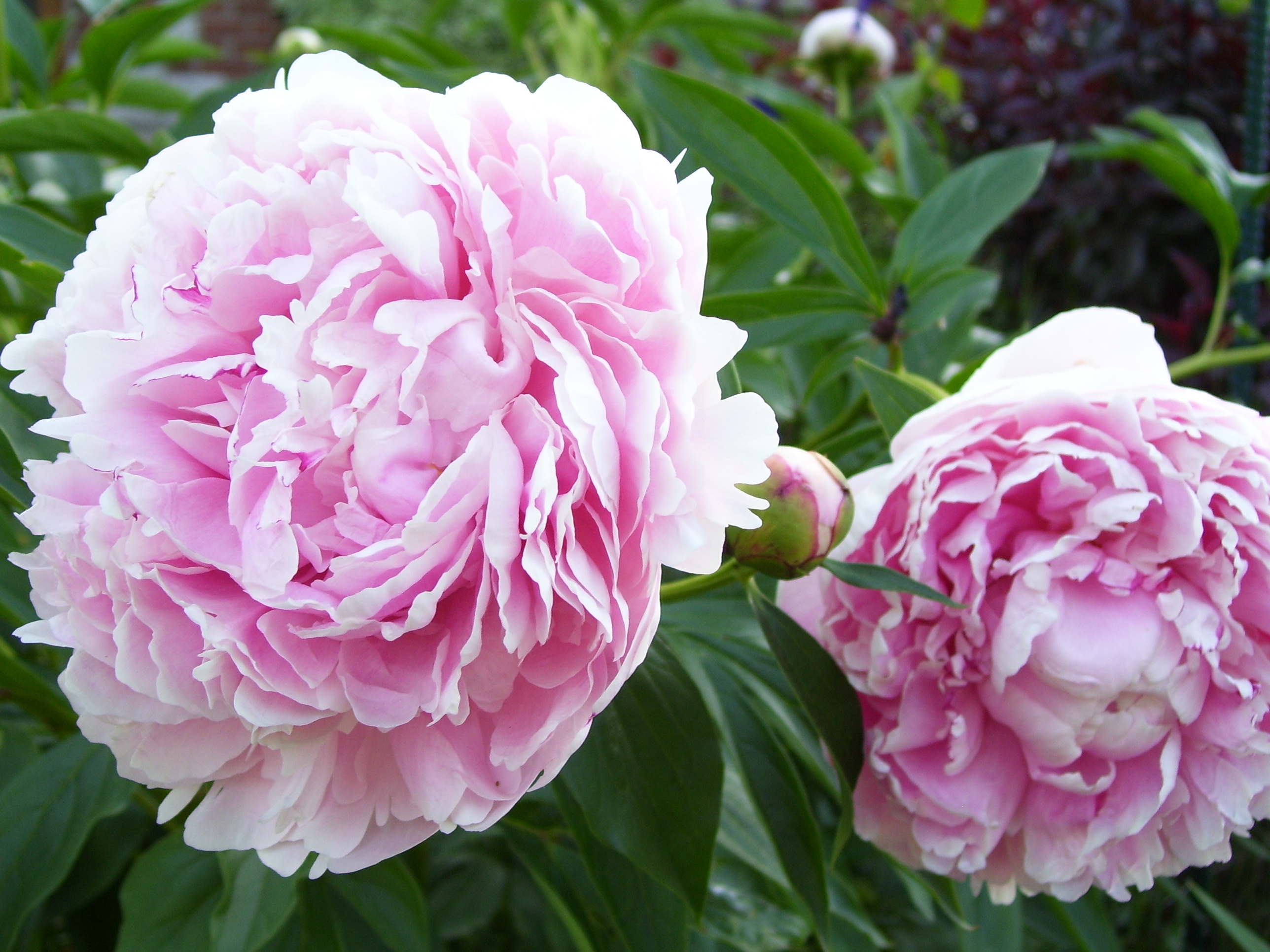 Paeonia 'Sarah Bernhardt'