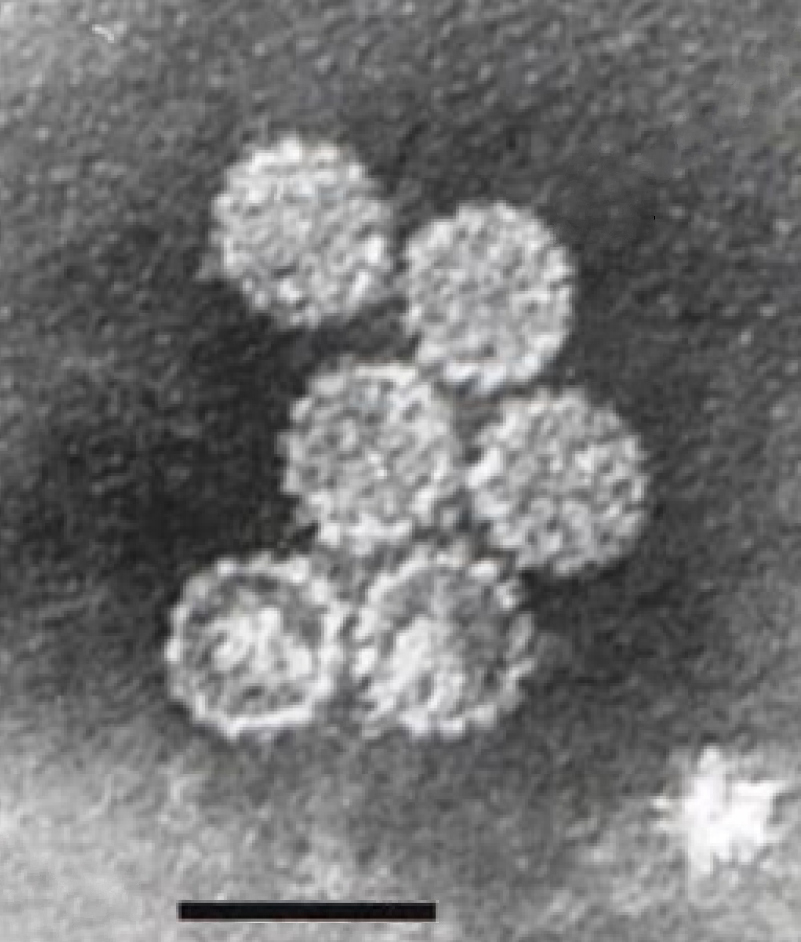 papillomaviridae virus)