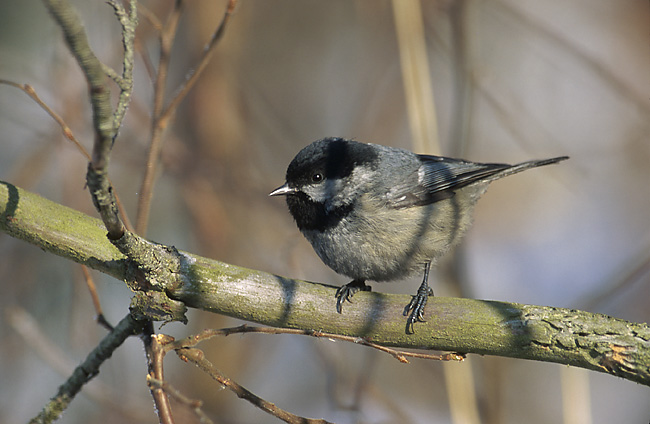 coal tit - Wiktionary, the free dictionary