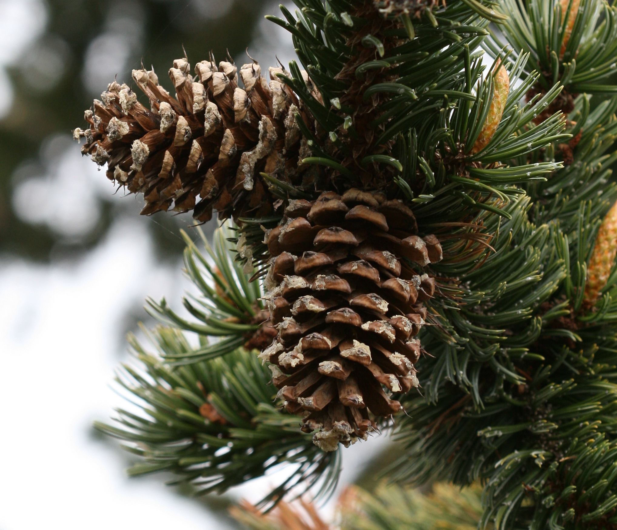 File:Pinus aristata (Rocky Mountains Bristlecone Pine) - Flickr - S. Rae  (1).jpg - Wikimedia Commons