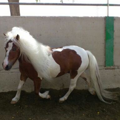 File:Poni trotando.jpg