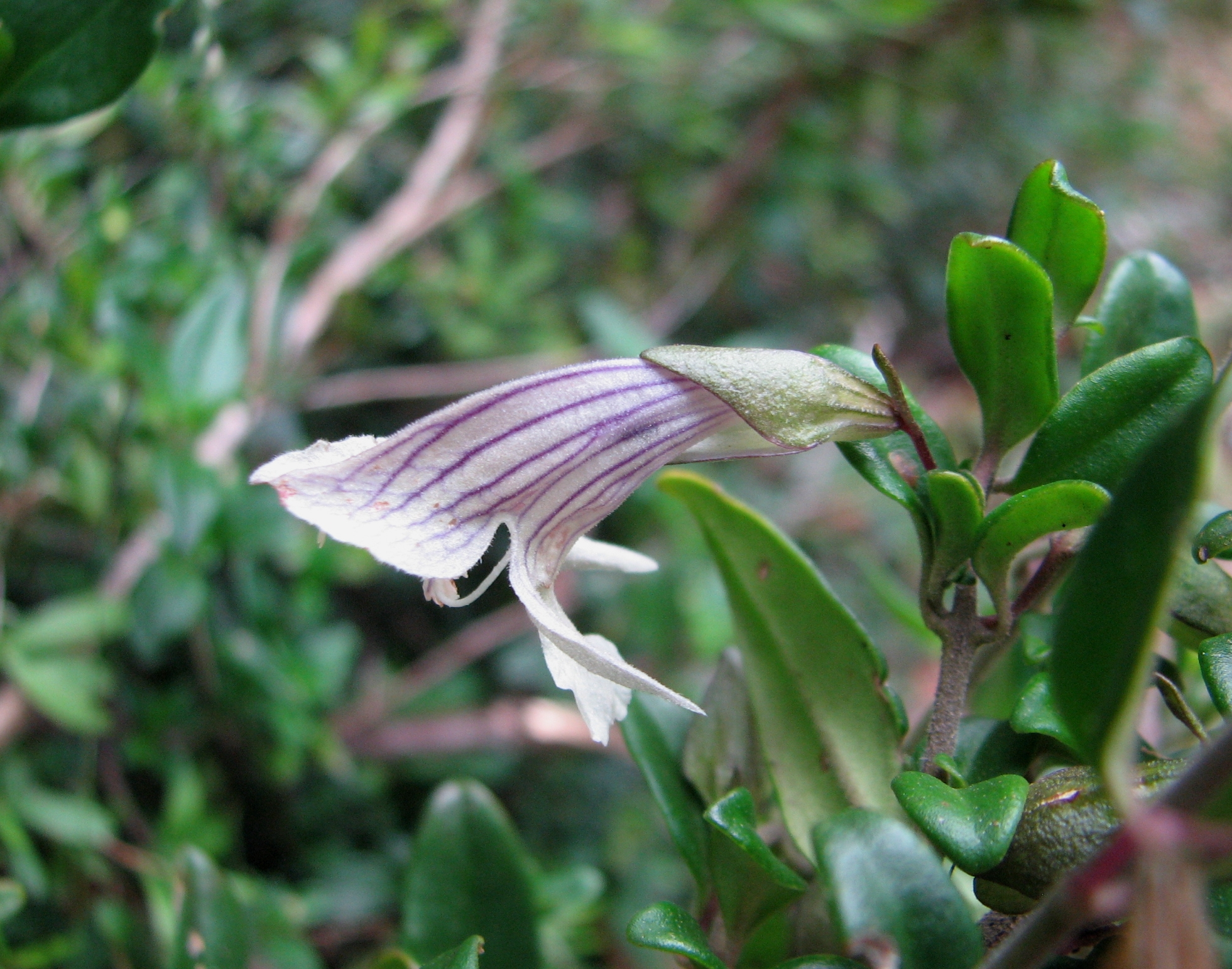 ''[[Prostanthera walteri