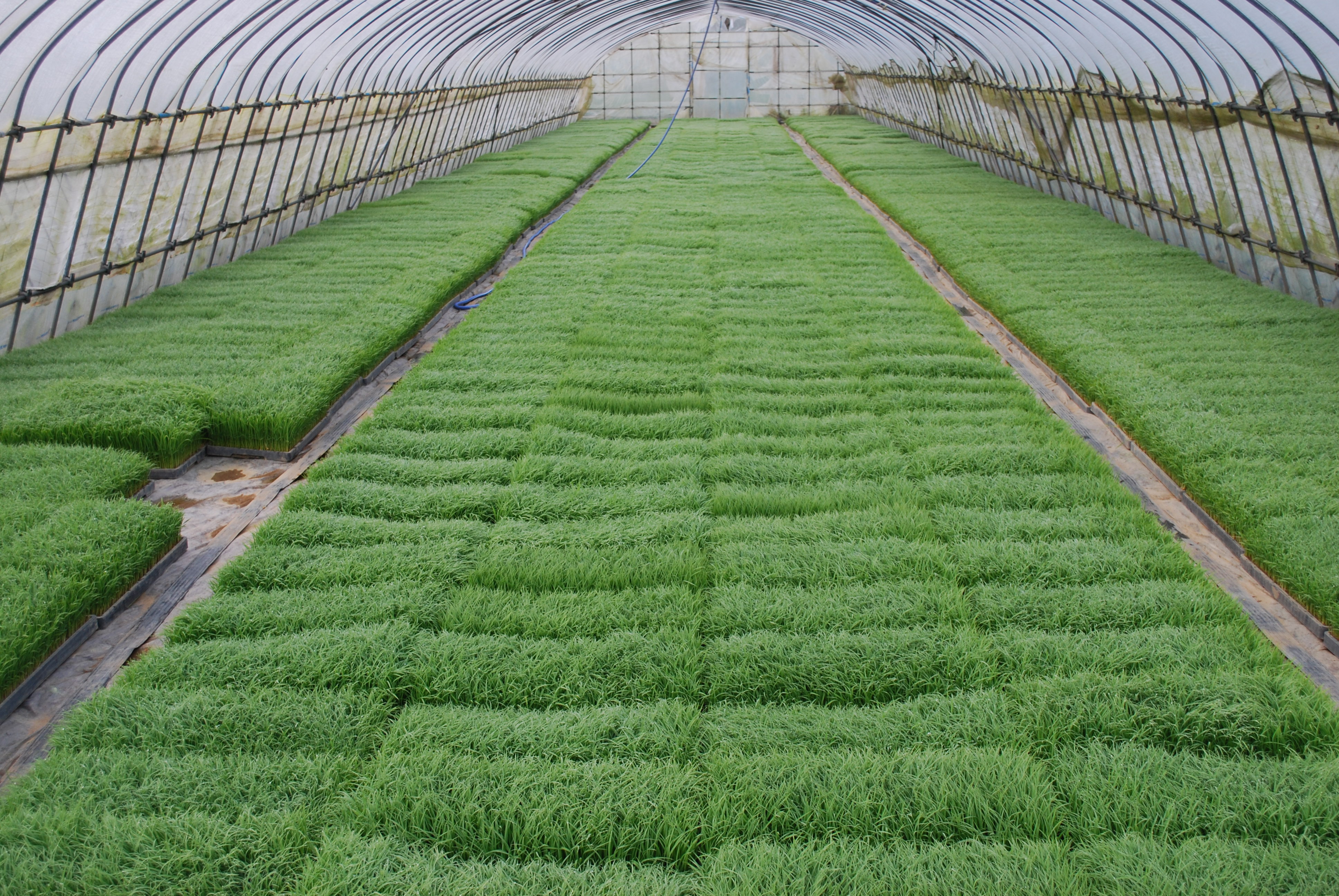 Seed Box Preparation