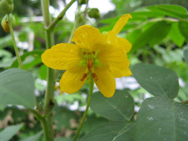 File:Senna occidentalis(Flower).jpg