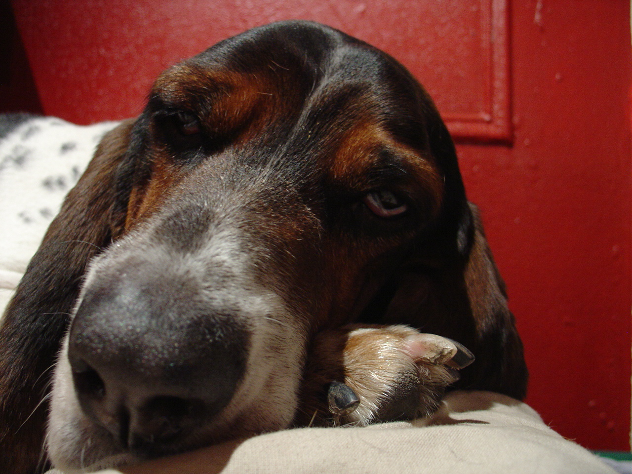 basset hound sleeping