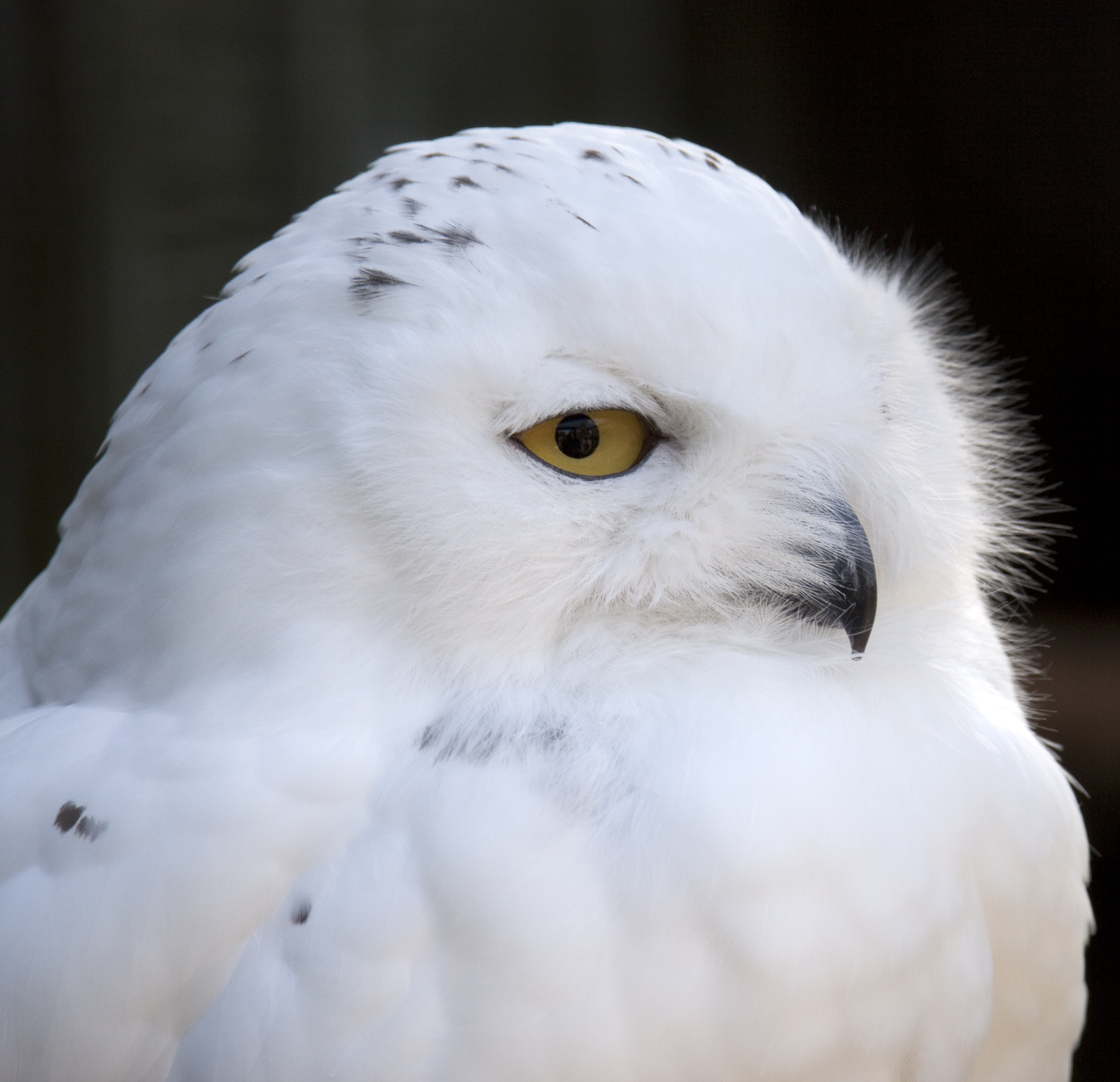 file-snowy-owl-2-3948136540-jpg