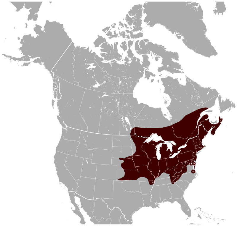 Beringian lemming - Wikipedia