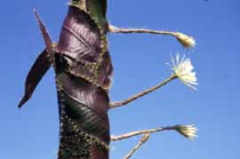 <i>Strophocactus</i> Genus of cacti