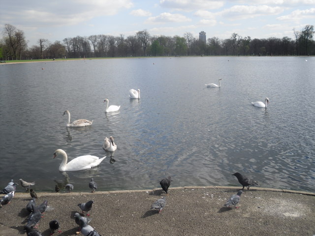 File:Swans on the Round Pond, Kensington Gardens - geograph.org.uk - 1232718.jpg