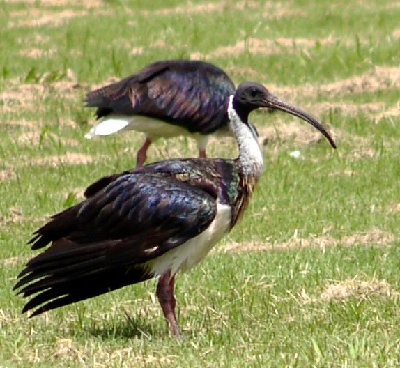 File:Threskiornis spinicollis-fragment.jpg