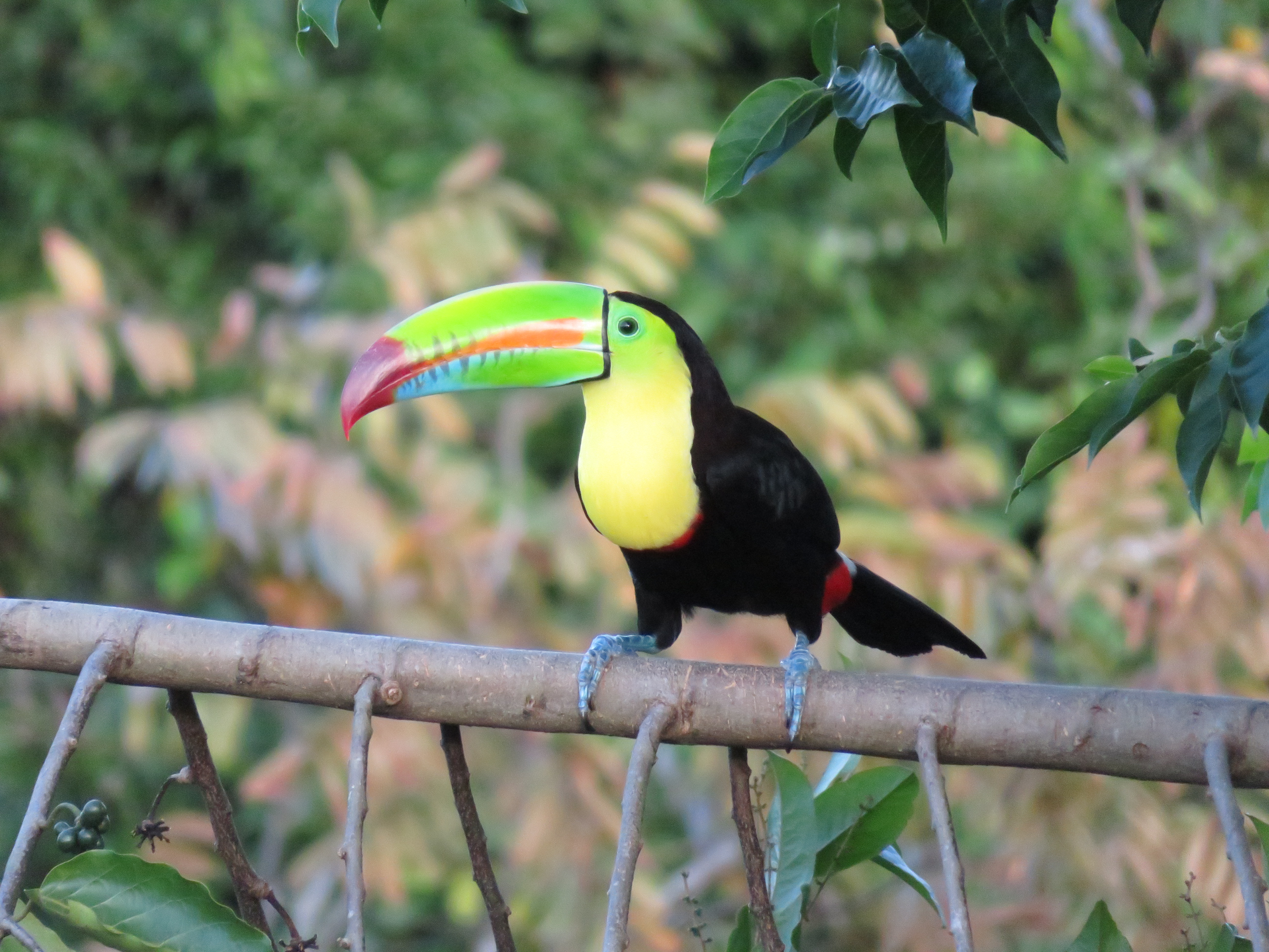 Keel Billed Toucan Wikipedia