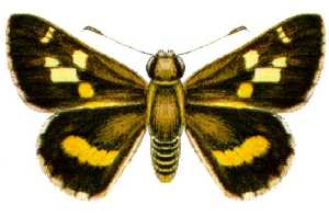 <i>Trapezites maheta</i> Species of butterfly