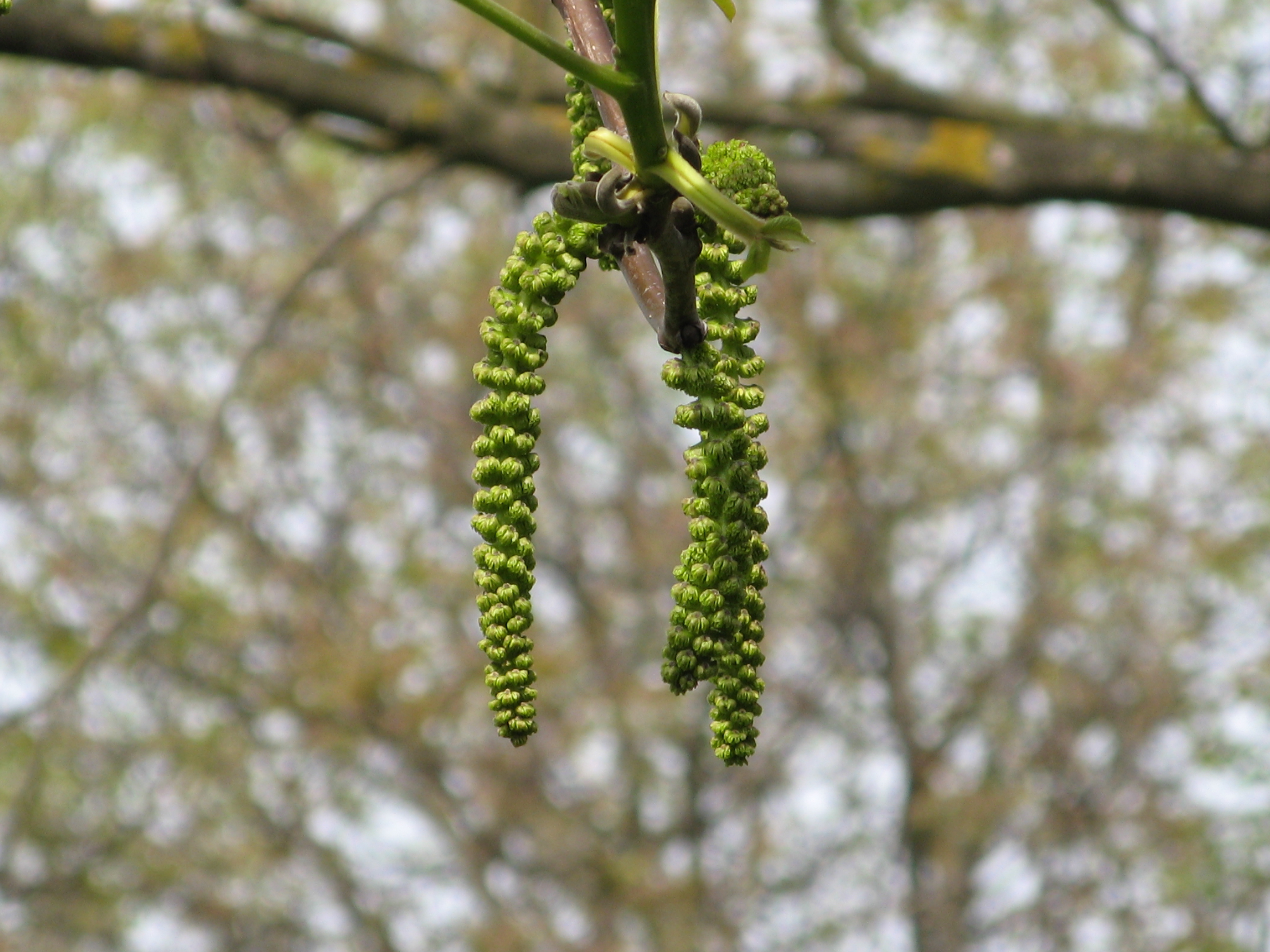 Tree filled