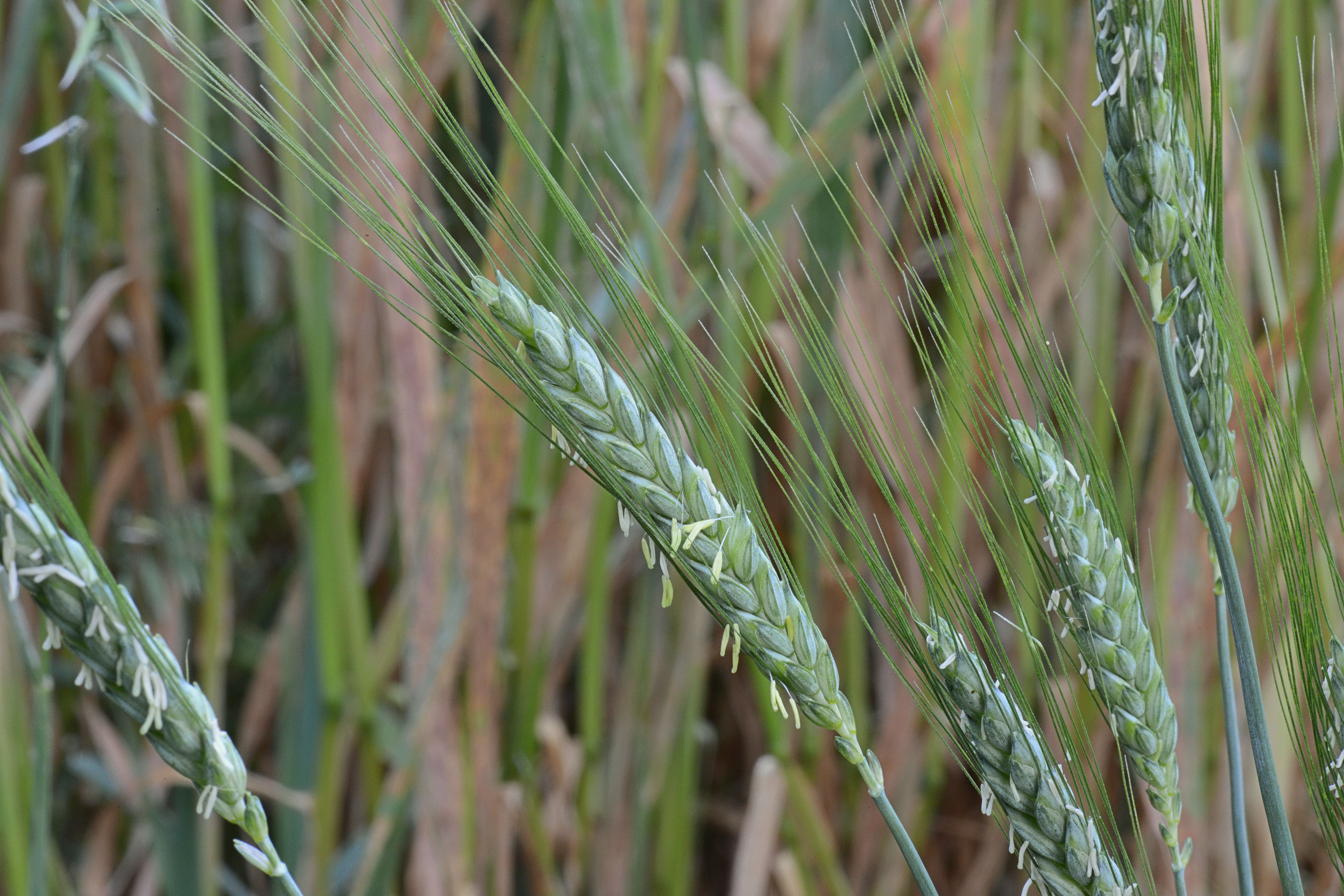 Triticum- муз стиль. Triticum dicoccum картинка. In a Memory Triticum. Тритикум слушать