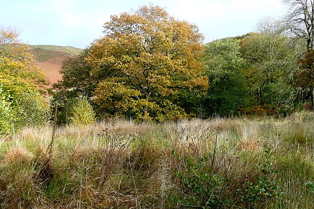 File:Above Glyn Feinion - geograph.org.uk - 1554519.jpg