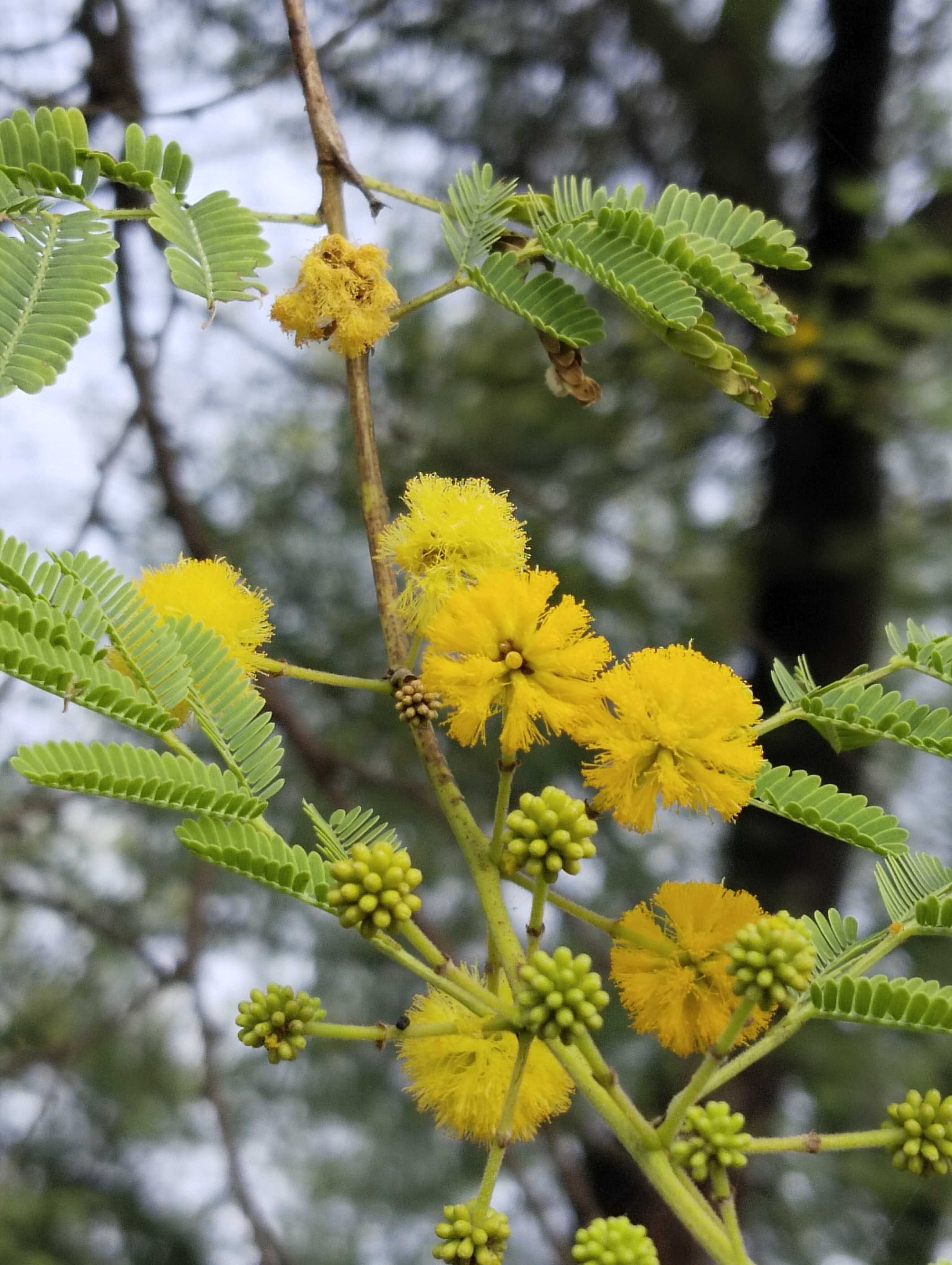 File:Shades of spring green.svg - Wikimedia Commons