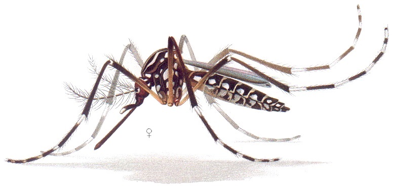 Aedes aegypti resting position E-A-Goeldi 1905