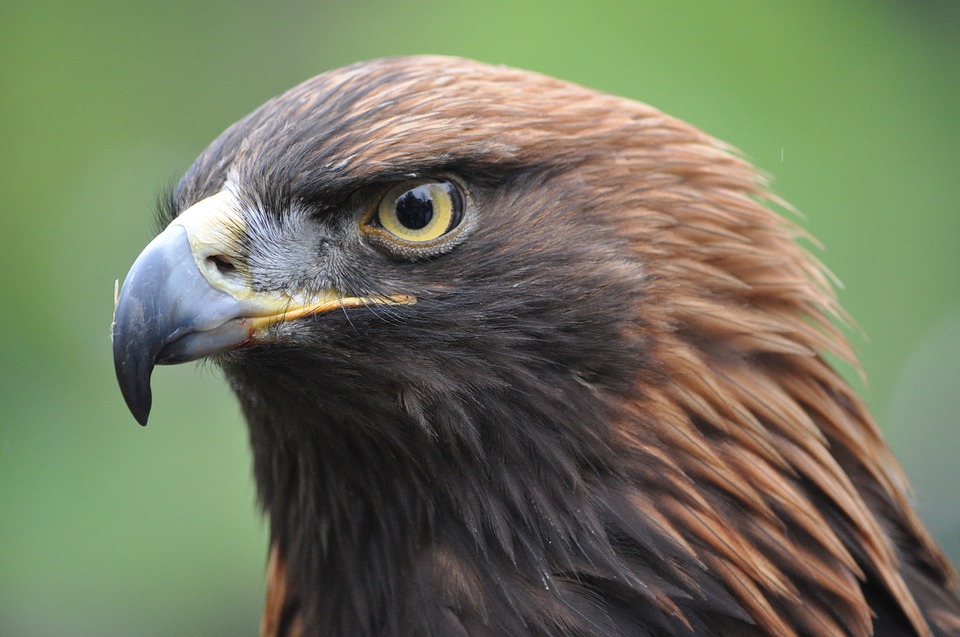 File:Aguila  - Wikimedia Commons