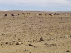 Altiplano with llamas.jpg