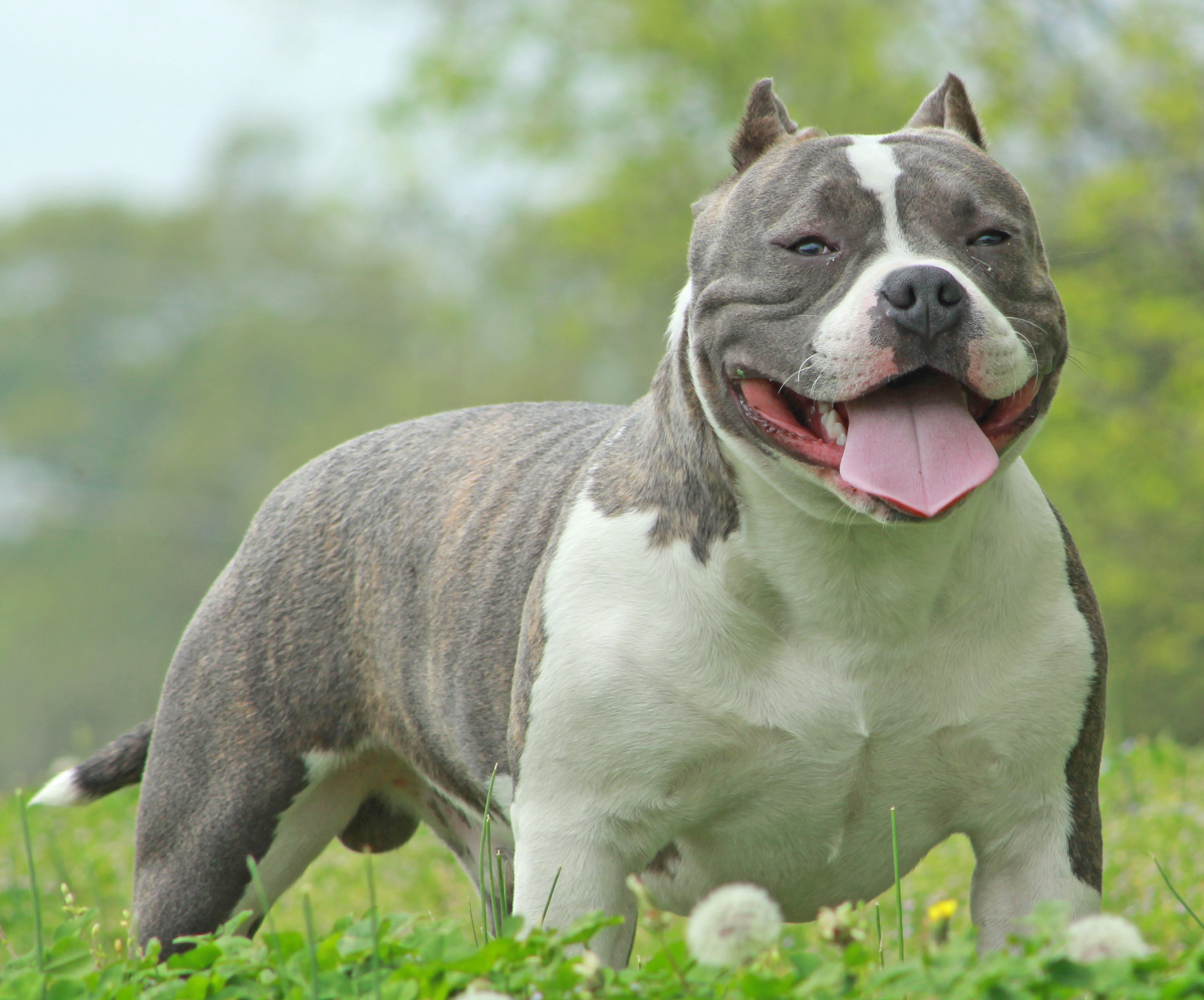 Pics of discount american bully