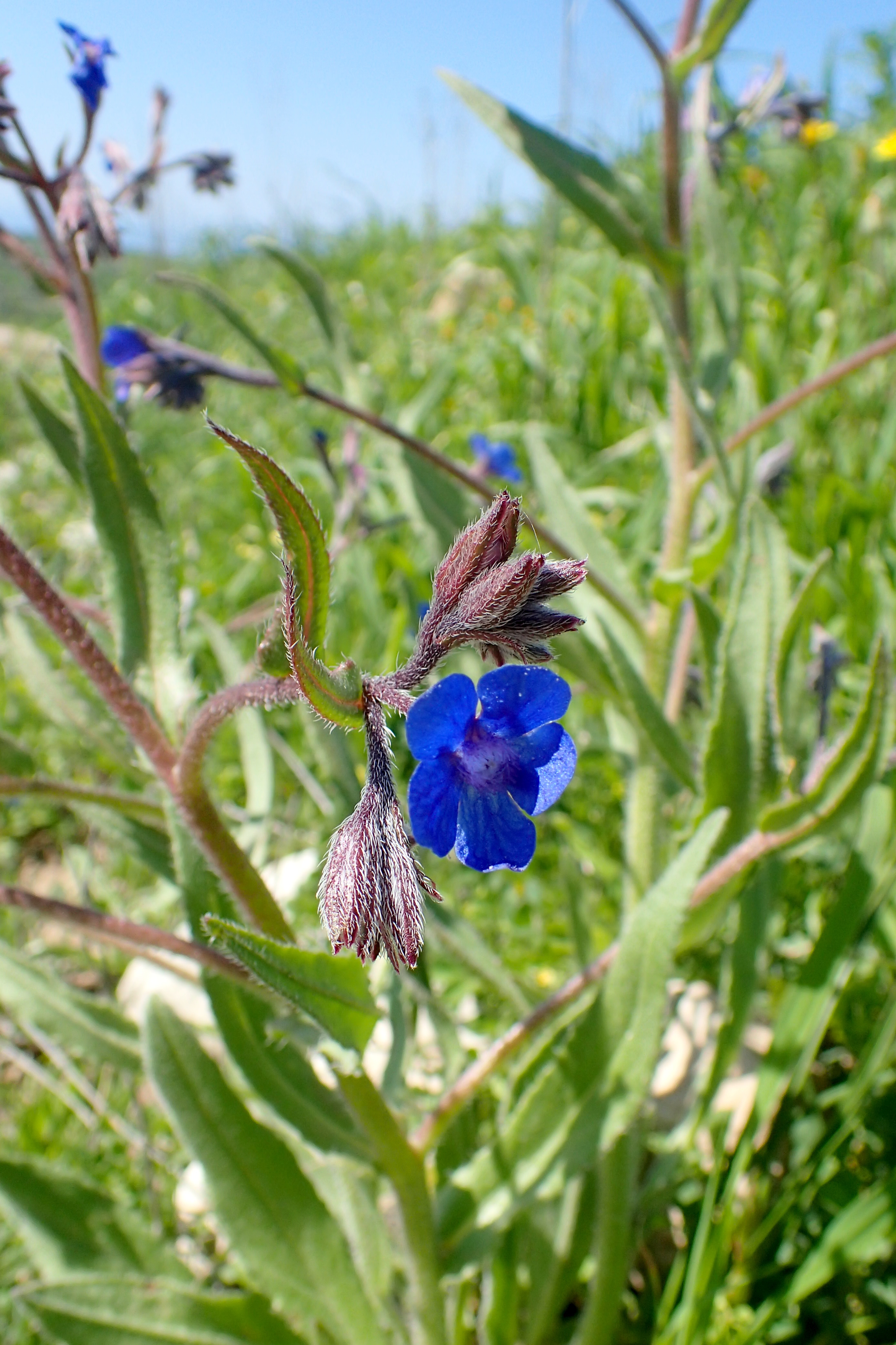 Anchusa cespitosa