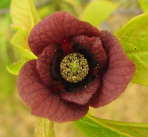 File:Asimina triloba - pawpaw - desc-flower.jpg