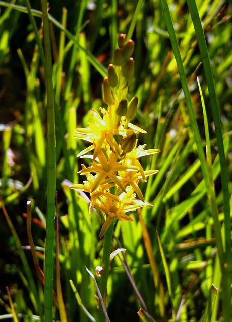 Mitcheldean Meend Marsh