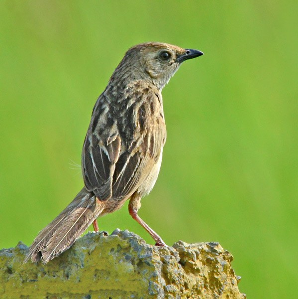 Bristledgrassbird DSC 7235 100813 dadri 01