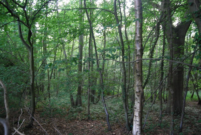 File:Bushes Wood - geograph.org.uk - 1956127.jpg