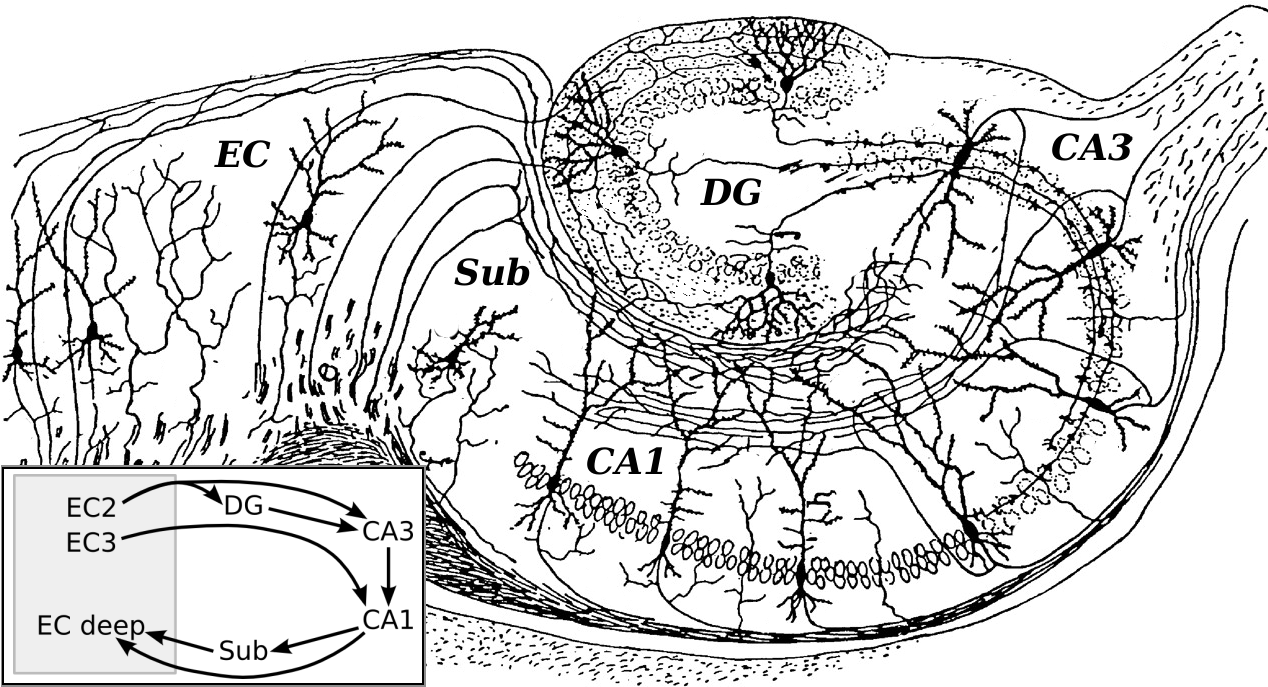 Santiago Ramon Y Cajal; Source: Wikipedia