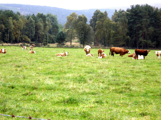 File:Cattle resting - geograph.org.uk - 966327.jpg