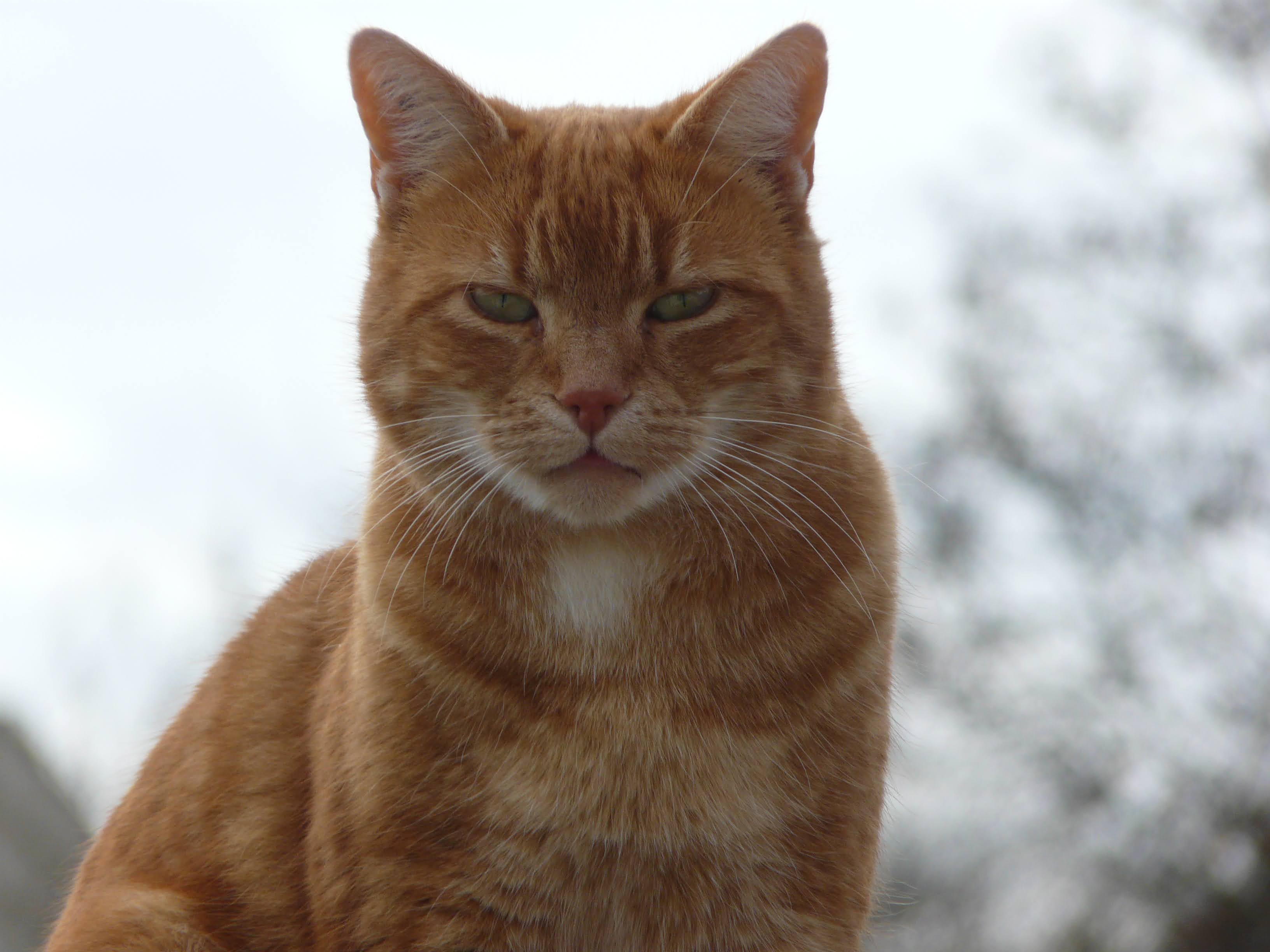 File:Chat roux à pelage court..jpg - Wikimedia Commons