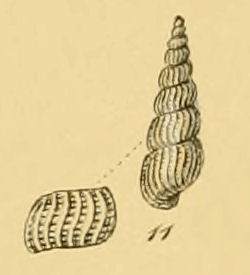 <i>Parthenina indistincta</i> Species of gastropod