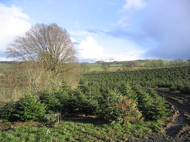 File:Christmas tree plantation - geograph.org.uk - 352825.jpg