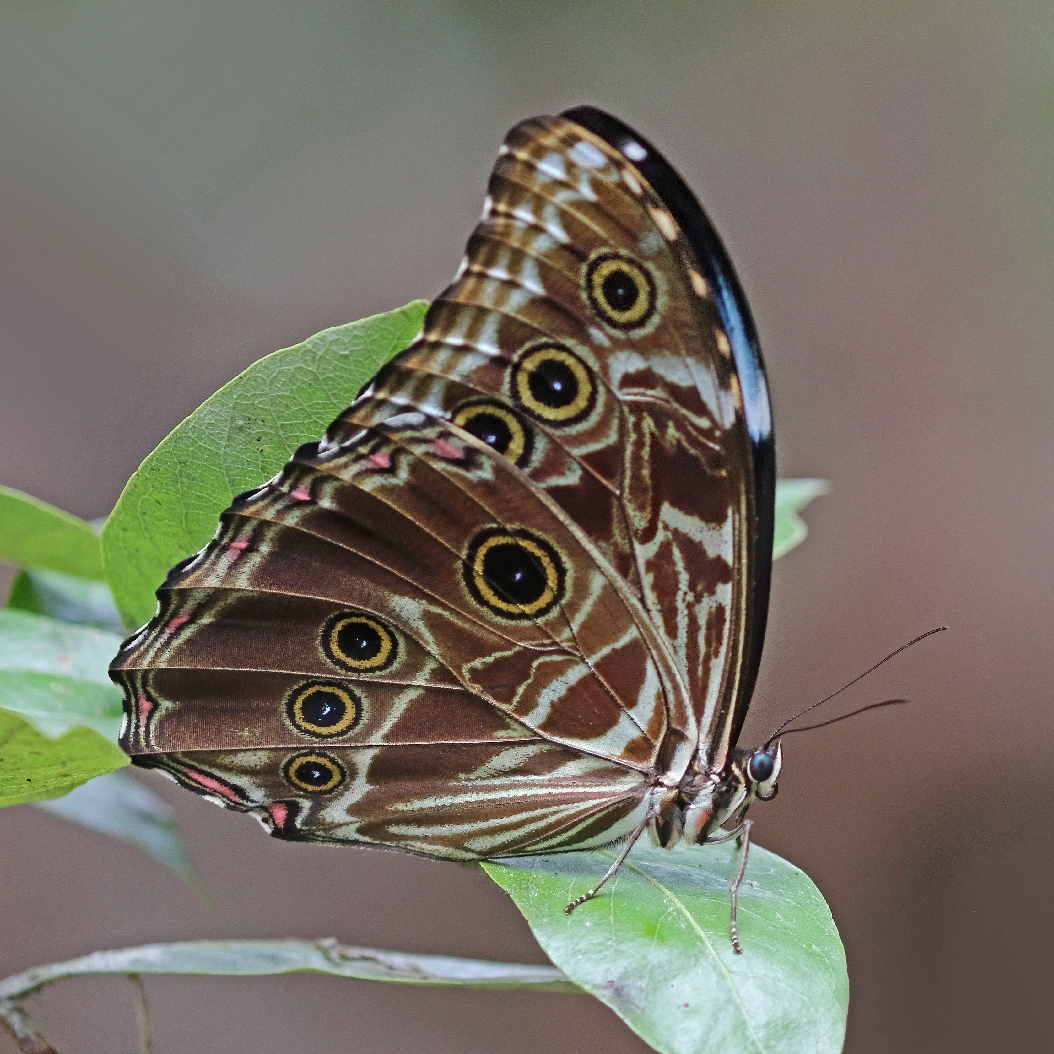 Морфо 2. Morpho Deidamia. Морфо Циприс. Morpho Helena. Morpho CYPRIS.