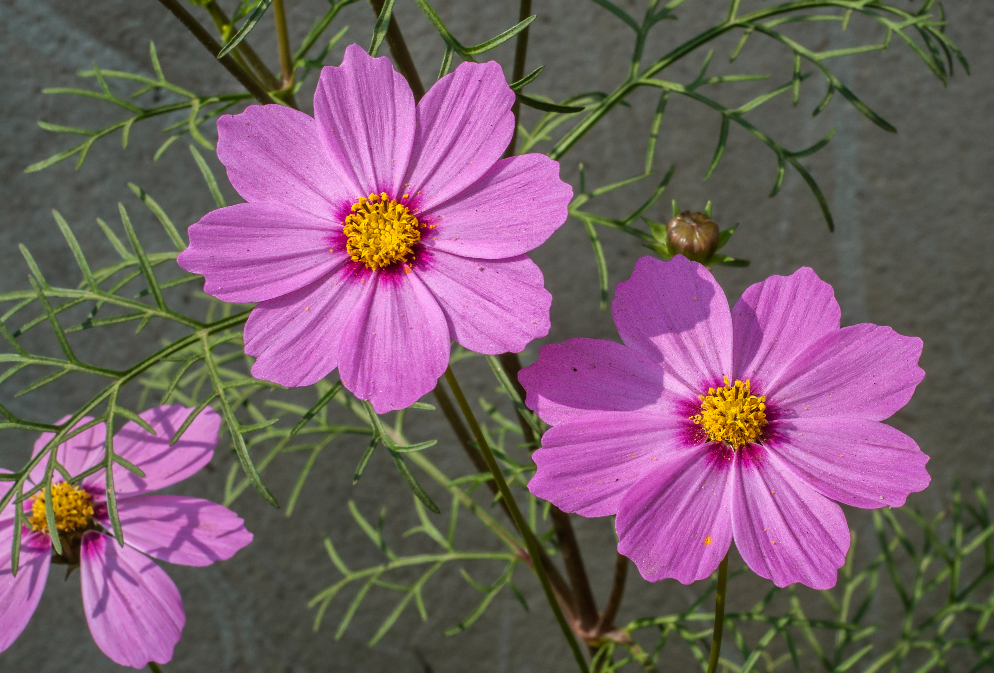 Розовый цветок без листьев. Космея дваждыперистая (Cosmos bipinnatus). Однолетники космея. Космея карпет микс. Космея Crest Lemon.