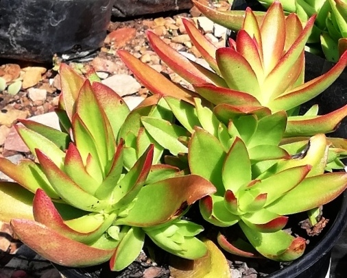 File:Crassula capitella - CT 5.jpg