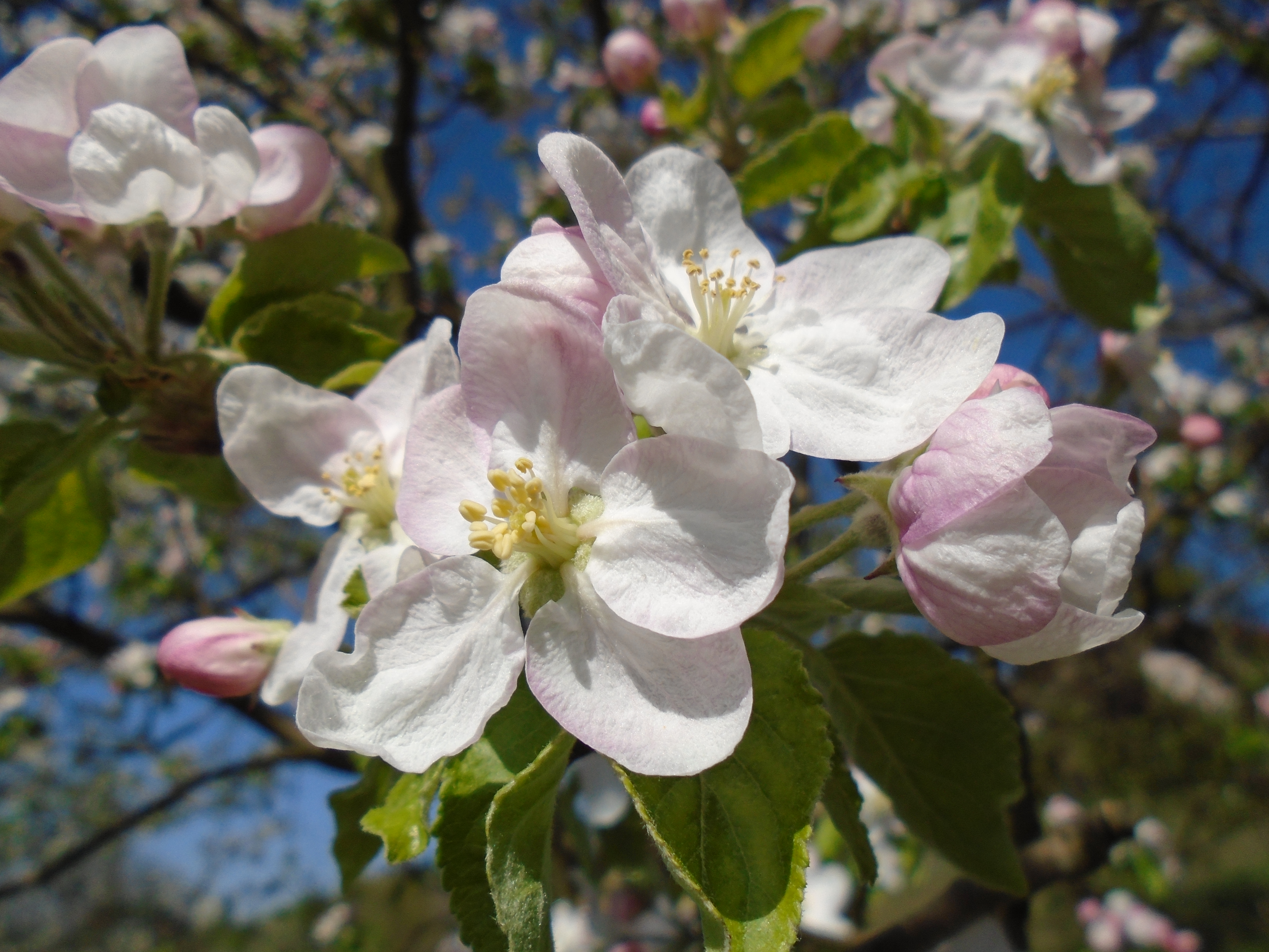 Malus Butterball Fruits С†РІРµС‚РєРё