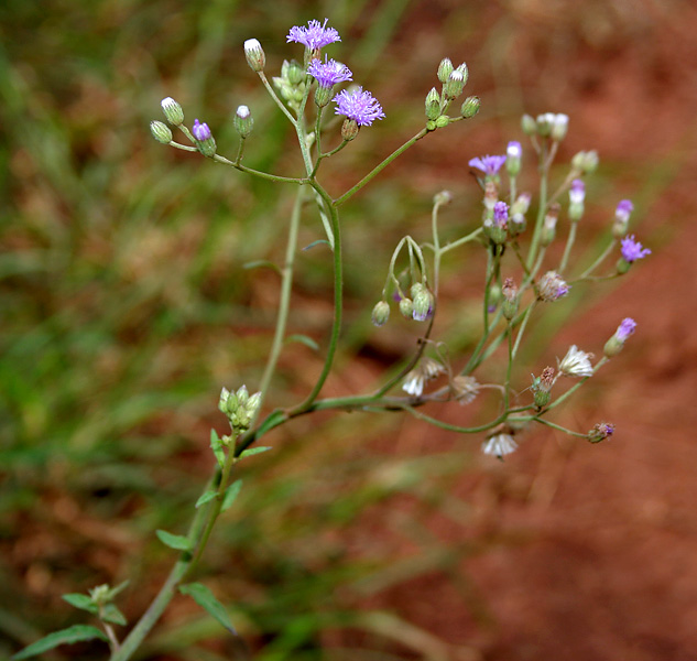 File:Cyanthillium cinereum (Ash Fleabane) W IMG 2851.jpg