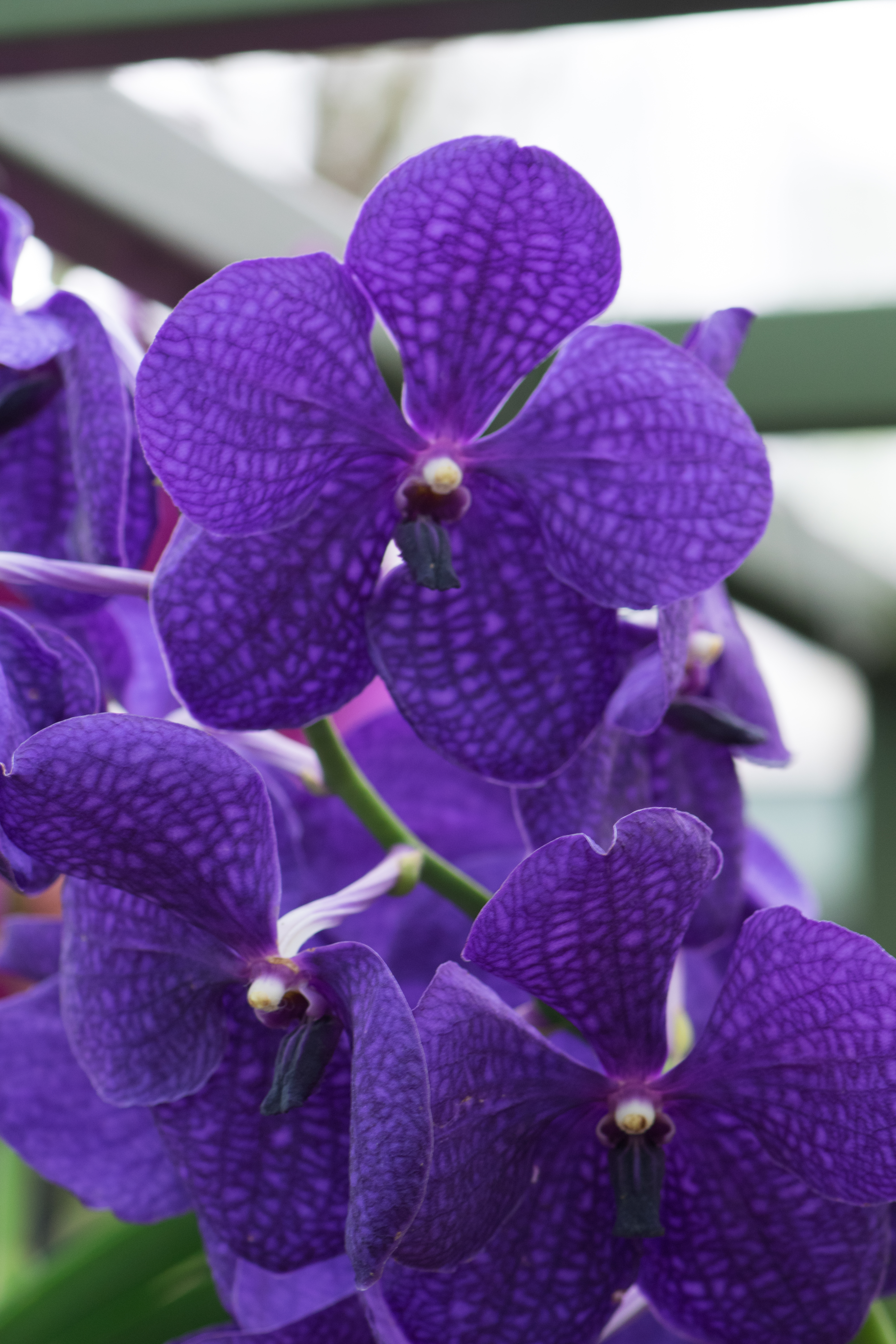 dark purple orchids with spots