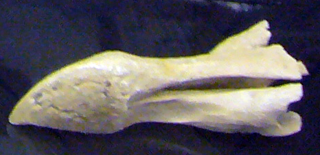 File:Dodo upper beak in Prague.jpg