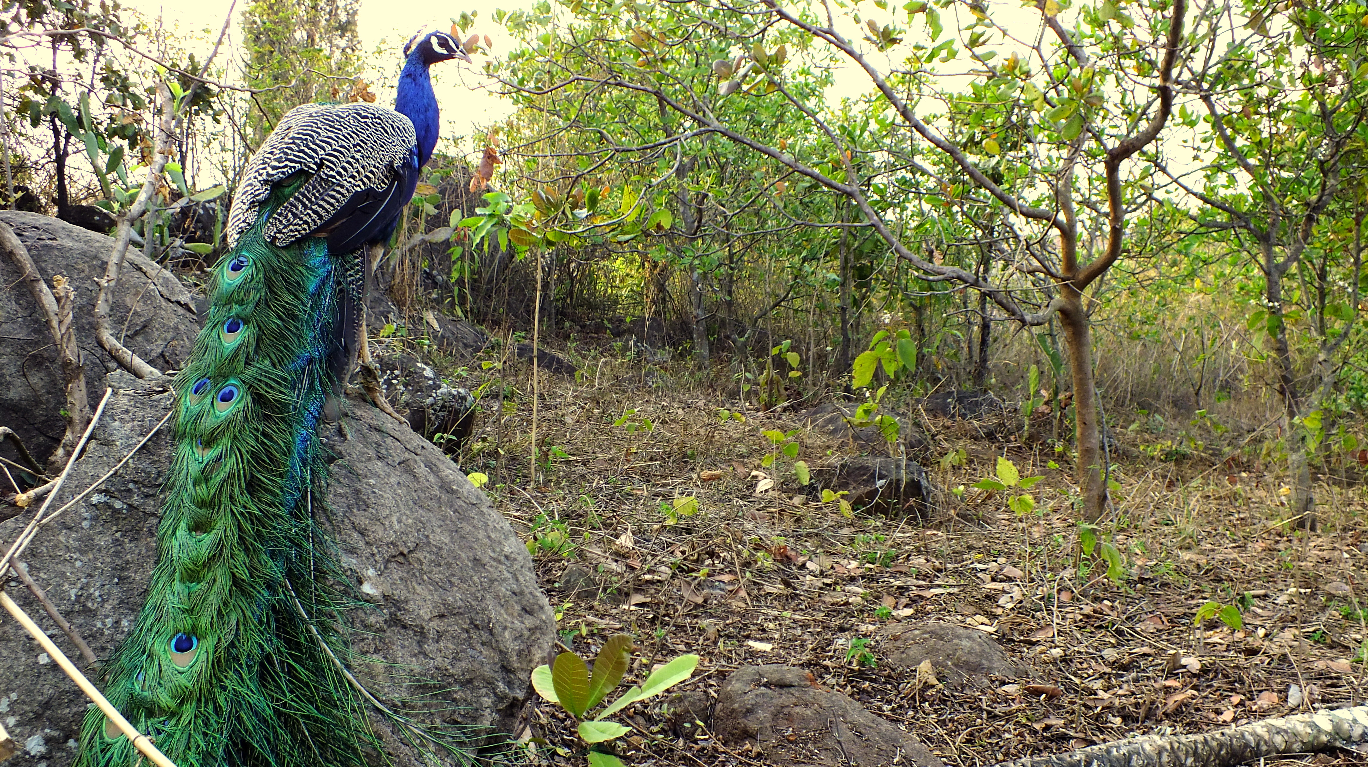 File Endless Colors With Endless Efforts Indian Peafowl Jpg Wikimedia Commons