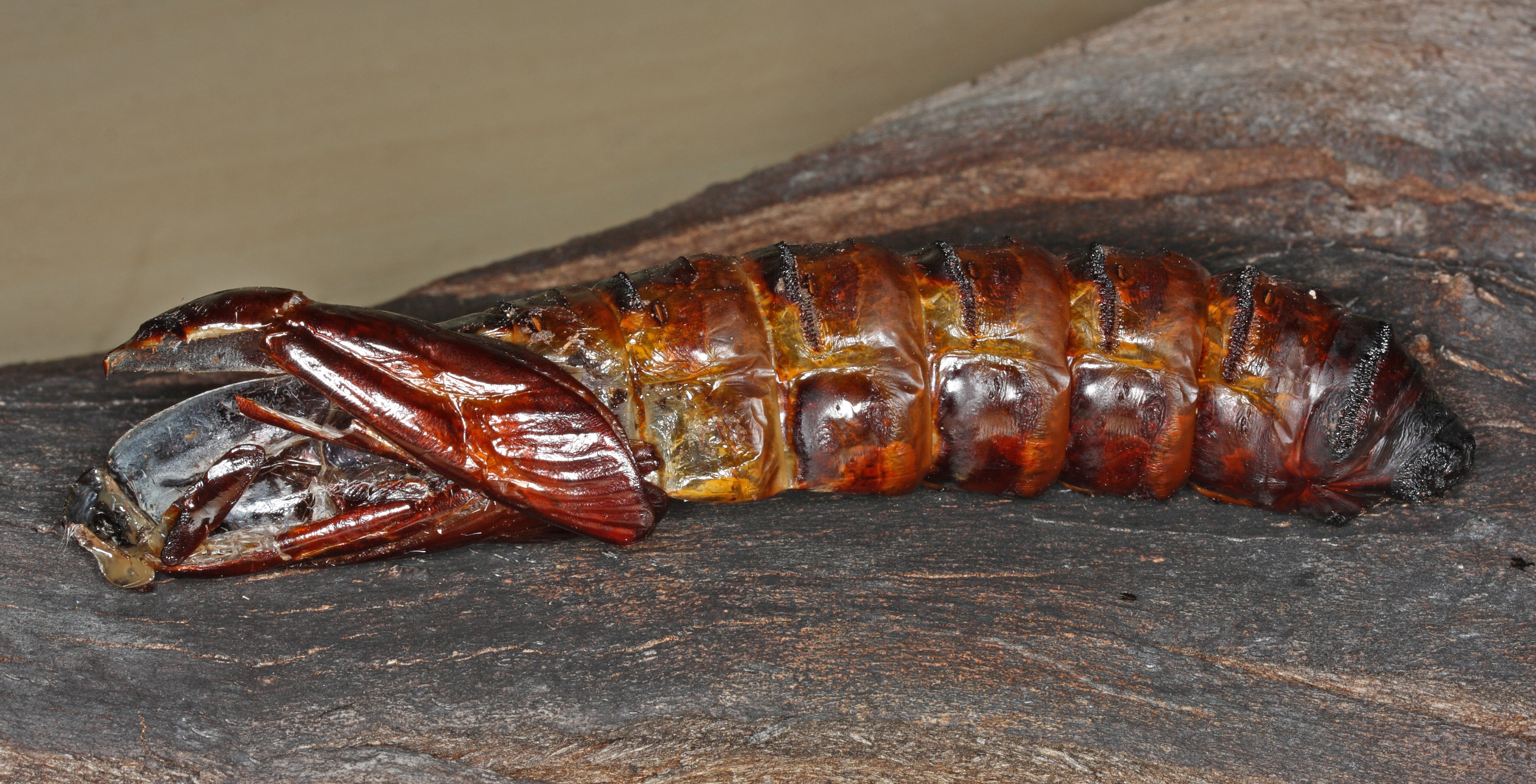 cockroach pupa