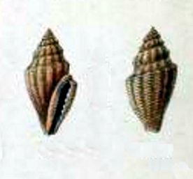 <i>Eucithara ringens</i> species of mollusc
