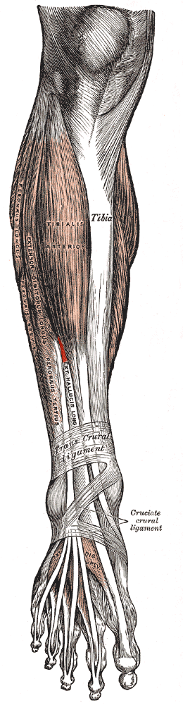 Musculus extensor hallucis longus sub musculo tibiali anteriore situs est