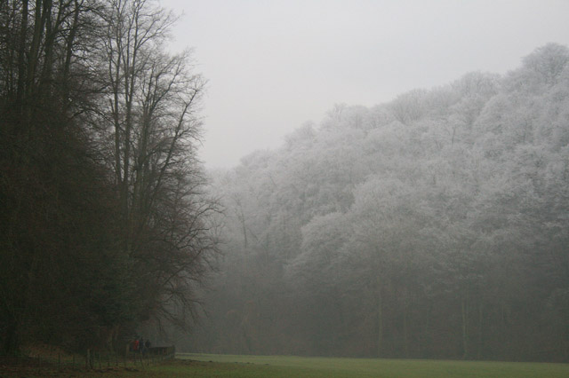 File:Frosted and Thawed Woods - geograph.org.uk - 1117699.jpg