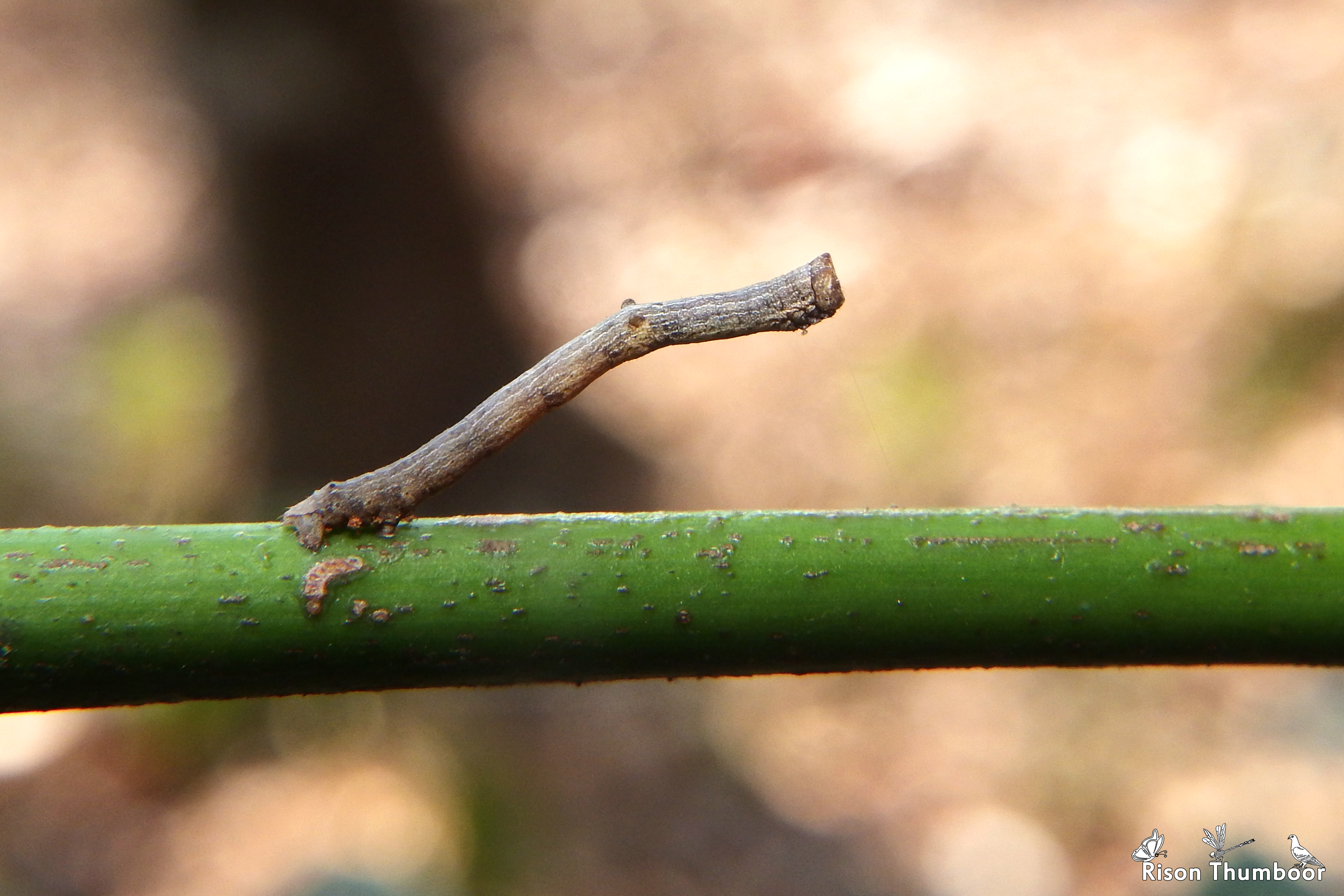 Photograph, Inch Worm Mimicking Twig
